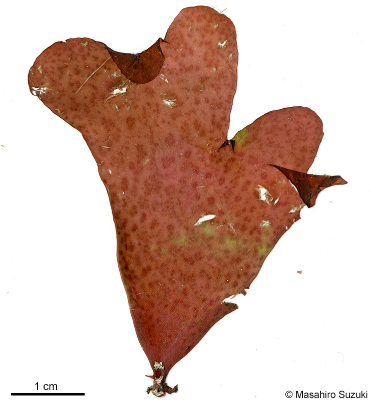 イツツギヌ Gracilaria punctata